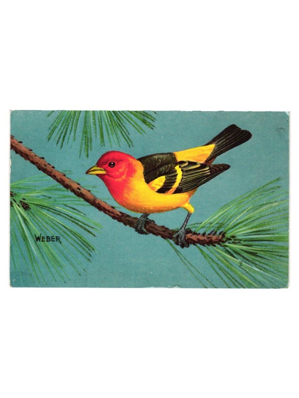 Colorful Vintage Western Tanager Bird Illustrated Postcard Weber 1959 Writing